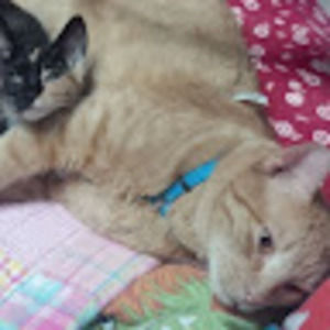 Meet your Posher, Anya